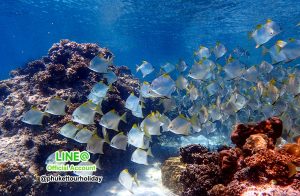 ทัวร์ชุมพร - ทัวร์เกาะร้านเป็ด เกาะร้านไก่ เกาะไข่ เกาะง่ามใหญ่ ทะเลชุมพร